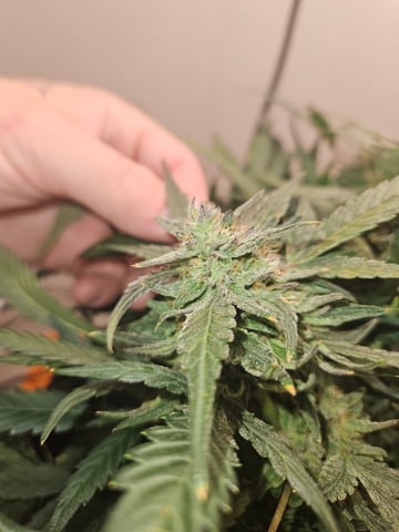 Mango Runtz — flower, day 77