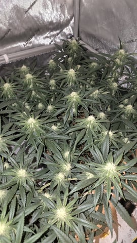 lilac diesel Rbx2 — flower, day 84