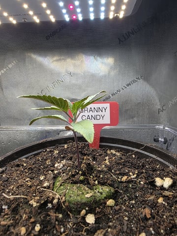 Granny Candy and PLCG — grow_setup, day 17