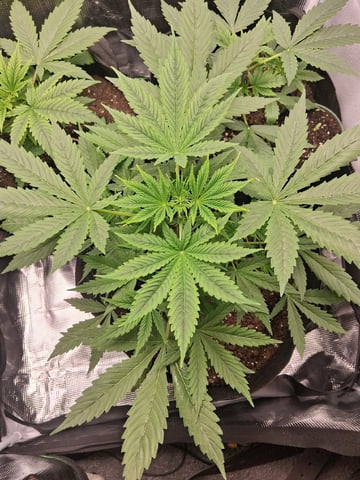 First Indoor Grow  — vegetative, day 27