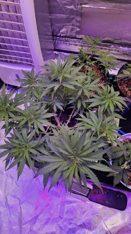 Amnesia Haze Run — vegetative, day 27
