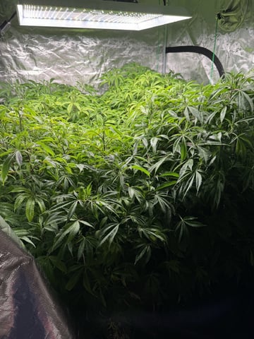 5x5 — flower, day 42