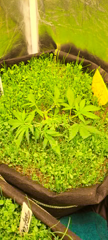 First Grow with the new setup  — vegetative, day 31