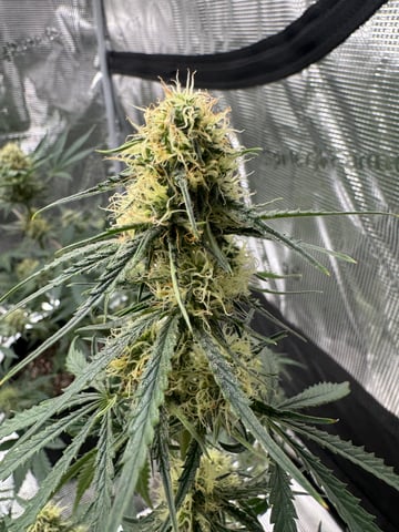 Grow Number 2 — flower, day 47