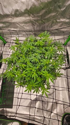 first grow — flower, day 73