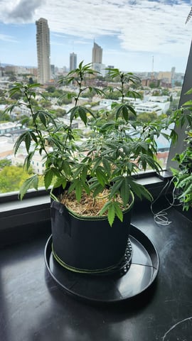 Royal Highness — vegetative, day 78