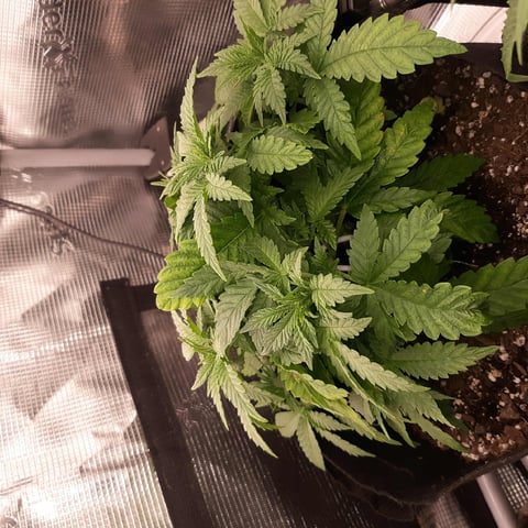 week 1 — flower, day 47