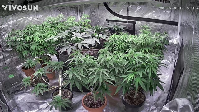 outdoor start/indoor 2025 — vegetative, day 75