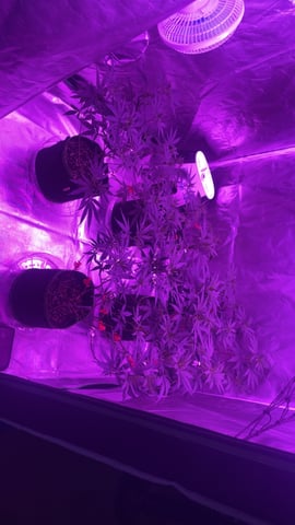 blueberry cupcake  — flower, day 58