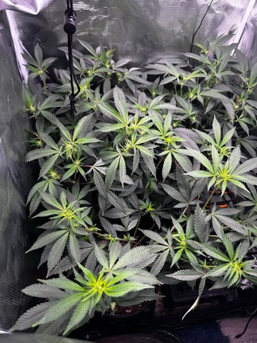 clones — vegetative, day 61