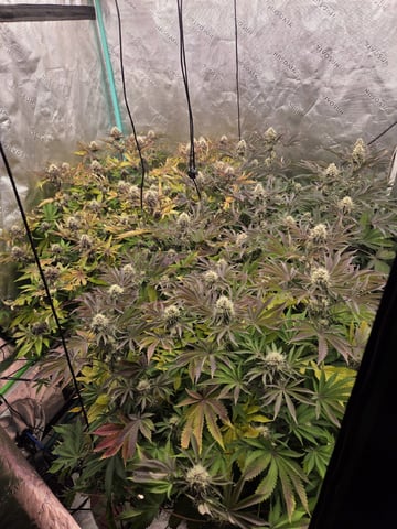 Relentless Genetics Trop Cherry S1 — flower, day 59