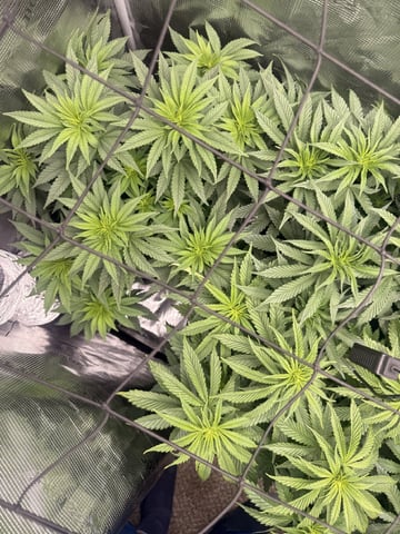 Goofy’s Grow  — vegetative, day 55