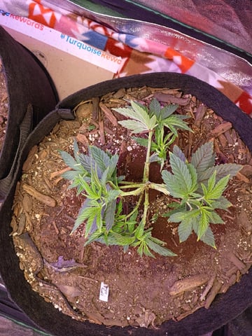 Purple Plum Perfect 💜 & 2 Grape Runtz 🍇 Mainlining garden.  — vegetative, day 91