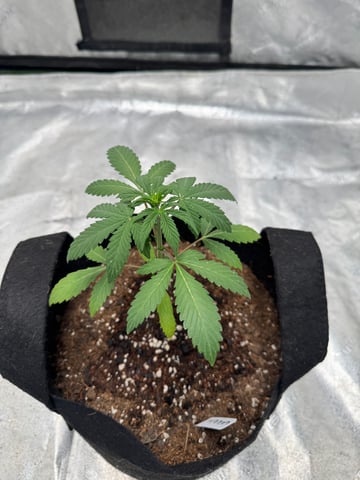 white runtz auto flower — vegetative, day 24