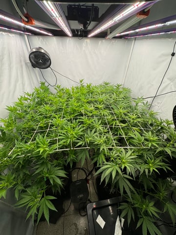 Permanent Marker, Gary Payton — flower, day 16