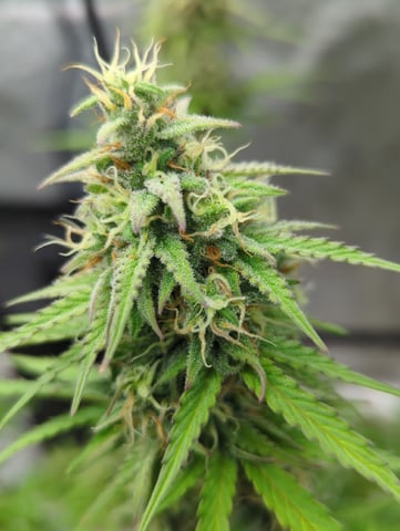 Autos — flower, day 60