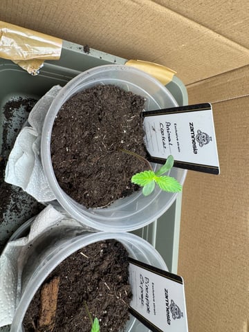 Pineapple Express F1 — seedling_rooting, day 2