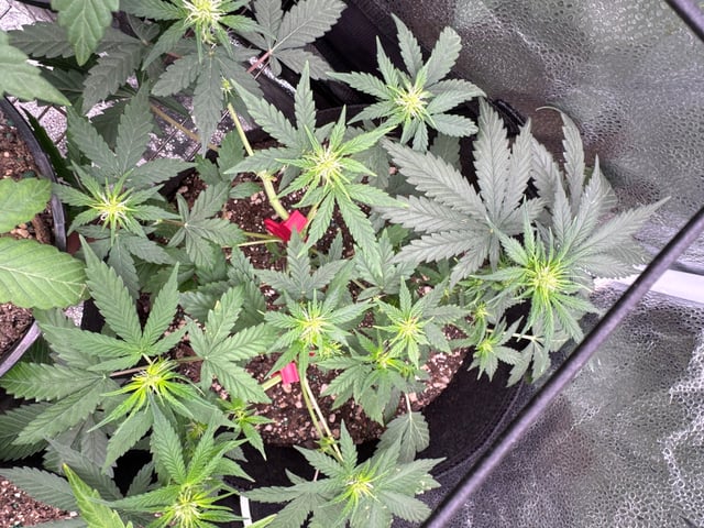 Do-si-doe — flower, day 14