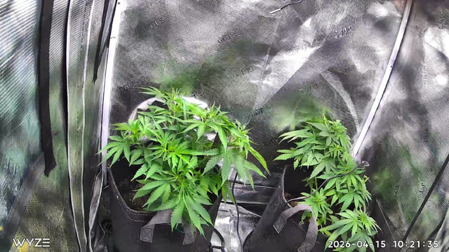 Blue Dream Feminized  — vegetative, day 47