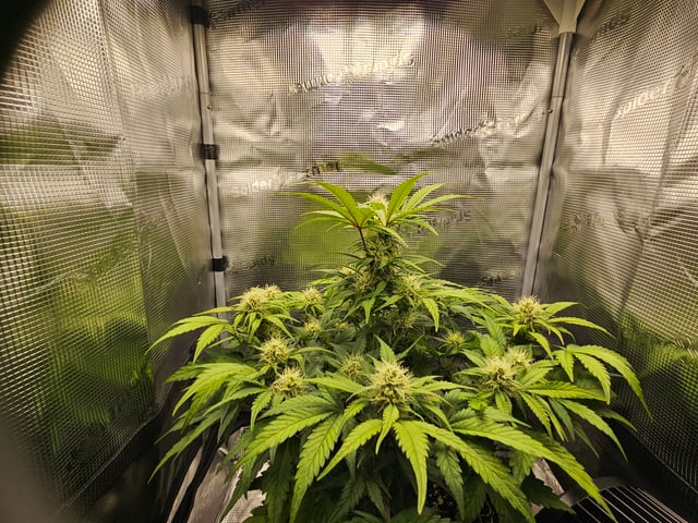 Mimosa Bruce Banner XL — flower, day 52