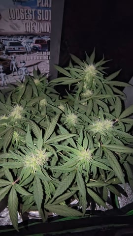 skittlez Autoflower  — flower, day 1