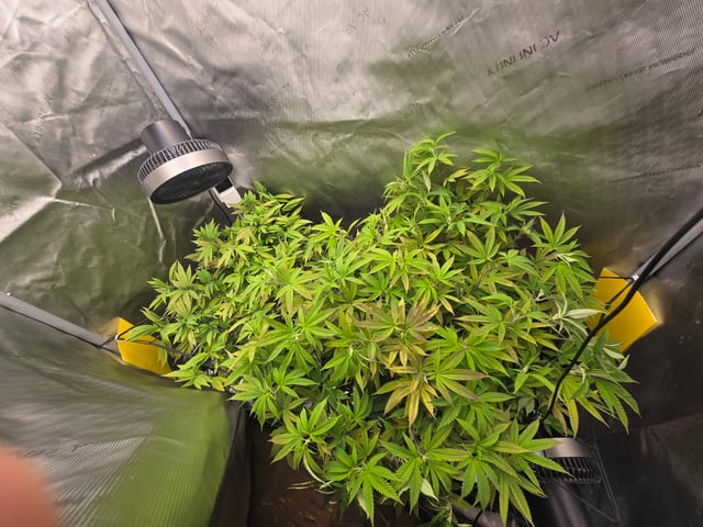 First Grow — vegetative, day 57