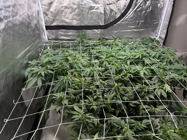 Green Gelato — flower, day 65