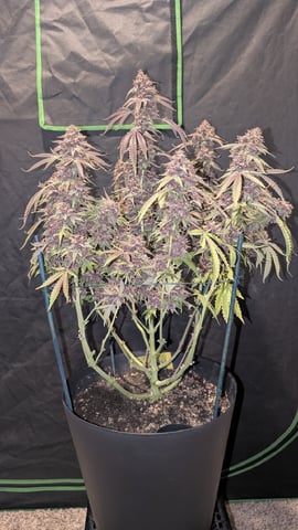 Mixed Grow — flower, day 123