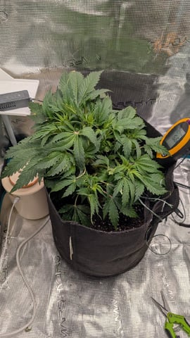 maui wowie auto — vegetative, day 31