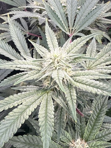 exotic genetix / beleaf cut white truffle  — flower, day 27