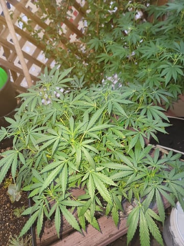 Ghetto Growing — flower, day 52