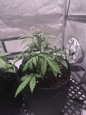 Dream beans burnt garlic — vegetative, day 24