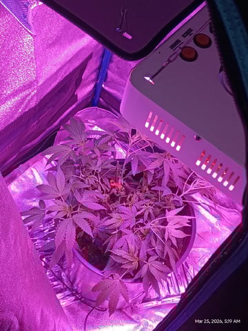 Georgia Pie Female Photo — vegetative, day 33