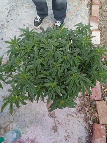 Purple Plum Perfect 💜 & 2 Grape Runtz 🍇 Mainlining garden.  — vegetative, day 120