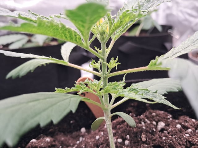 No3 — vegetative, day 26