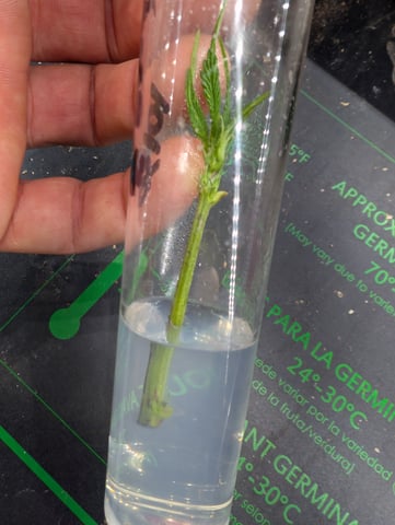 Plant in a test tube — seedling_rooting, day 204