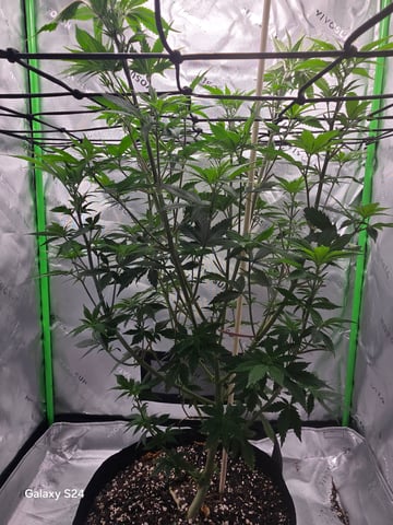 First Time — flower, day 27