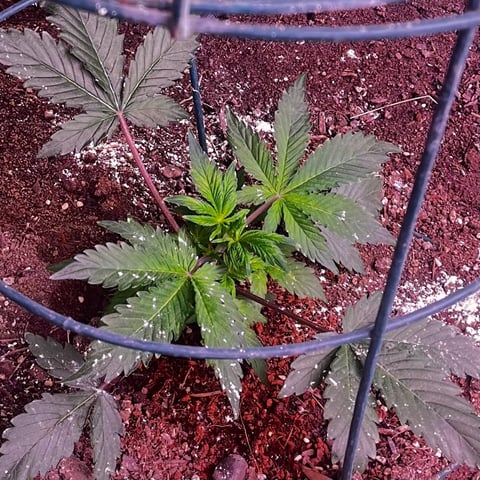 winter greenhouse — vegetative, day 1