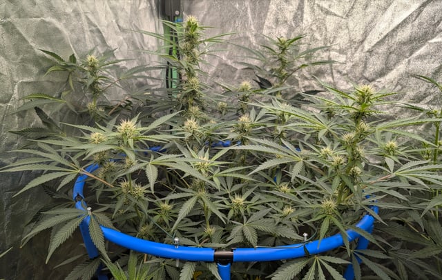 Mixed Grow — grow_setup, day 49