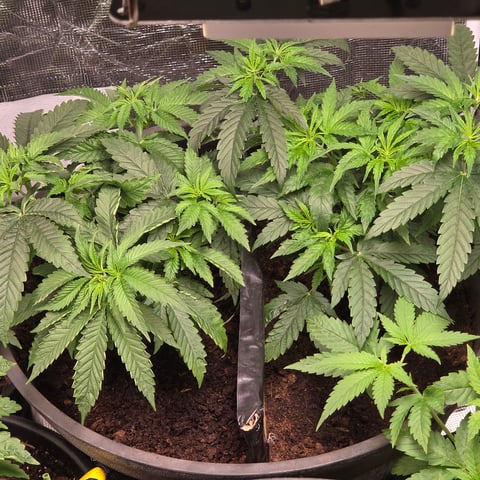 1st indoor grow 8 smaller plan t s — vegetative, day 31