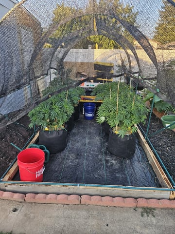 Sour Headies/OGBX1 — vegetative, day 23