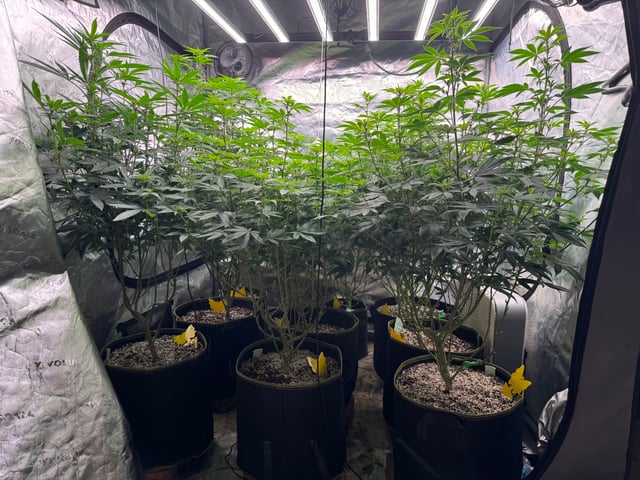 Hollywood Headband and LimeHeads  — flower, day 119