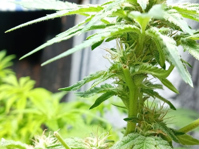 Strawberry Banana Auto  — flower, day 123