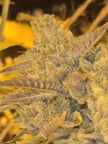 3rd Auto Grow — flower, day 111