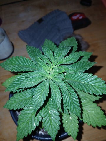 CountryG  — seedling_rooting, day 32