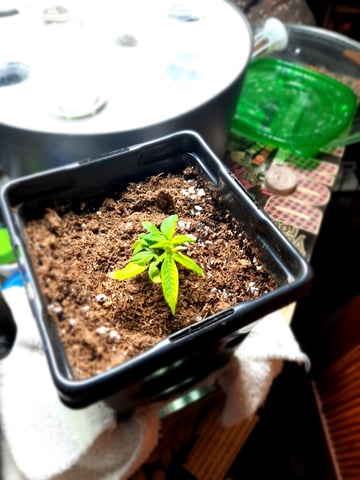 missing pieces — flower, day 82