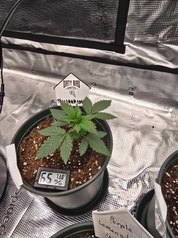 Dirty Bird - Thousand Island Fem & Platinum Kush Breath Remix x Grape Cakehead Fem Photo  — vegetative, day 13