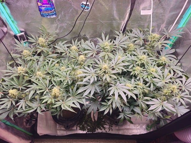 first grow — flower, day 92