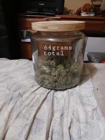 black gorilla feminized — harvest, day 25