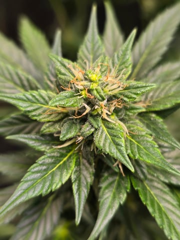 Purple Haze  — flower, day 80